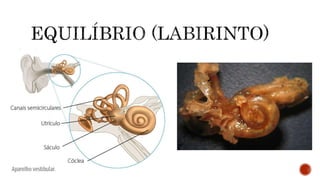 Sistema Nervoso e Sensorial.pptx