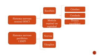 Encéfalo
Medula
espinal ou
espinhal
Nervos
Gânglios
Sistema nervoso
central (SNC)
Sistema nervoso
periférico
( SNP)
Cérebro
Cerebelo
Tronco
encefálico
 