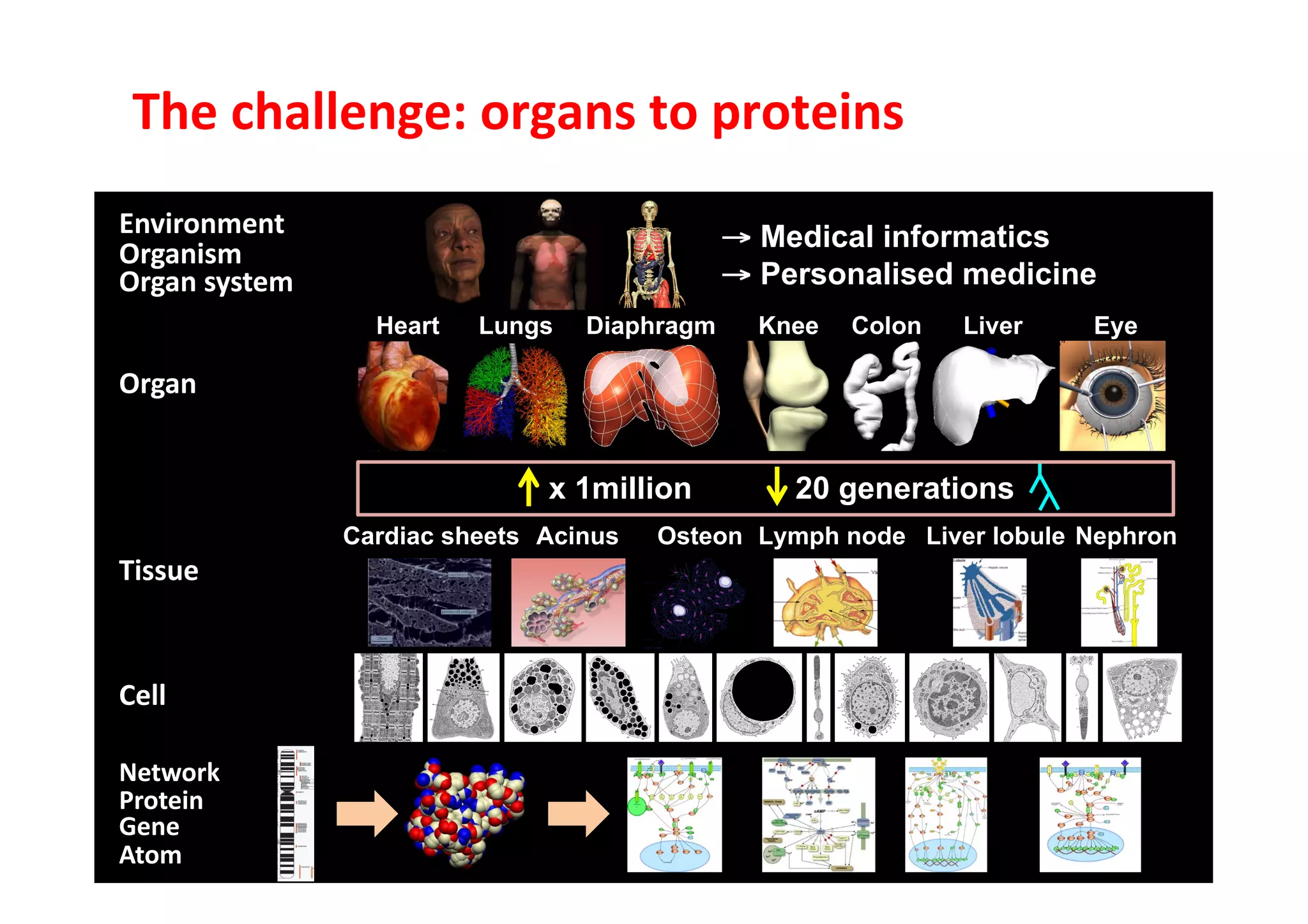 The	
  challenge:	
  organs	
  to	
  proteins	
  	
  
Environment	
                                       → Medical informatics
Organism	
  
Organ	
  system	
                                   → Personalised medicine
                        Heart   Lungs   Diaphragm     Knee   Colon   Liver   Eye

Organ	
  


                                     x 1million         20 generations
                      Cardiac sheets Acinus   Osteon Lymph node Liver lobule Nephron
Tissue	
  



Cell	
  

Network	
  
Protein	
  
Gene	
  
Atom	
  
 