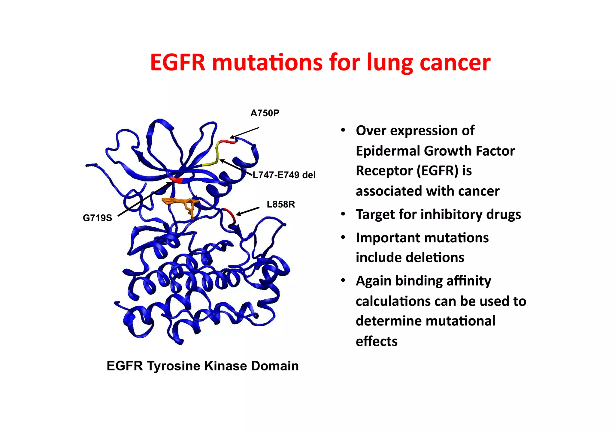 EGFR	
  muta3ons	
  for	
  lung	
  cancer	
  
                        A750P
                                        •  Over	
  expression	
  of	
  	
  
                                           Epidermal	
  Growth	
  Factor	
  
                        L747-E749 del      Receptor	
  (EGFR)	
  is	
  
                                           associated	
  with	
  cancer	
  
                          L858R
G719S                                   •  Target	
  for	
  inhibitory	
  drugs	
  
                                        •  Important	
  muta3ons	
  
                                           include	
  dele3ons	
  
                                        •  Again	
  binding	
  aﬃnity	
  
                                           calcula3ons	
  can	
  be	
  used	
  to	
  
                                           determine	
  muta3onal	
  
                                           eﬀects	
  
    EGFR Tyrosine Kinase Domain
 