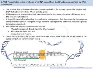 Biok_2.7_DNA_replication_transcription_ and_translation.pptx