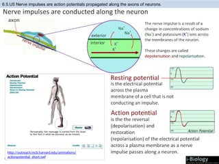 Biok_Neurons_and_synapses,chapter6.5.pptx