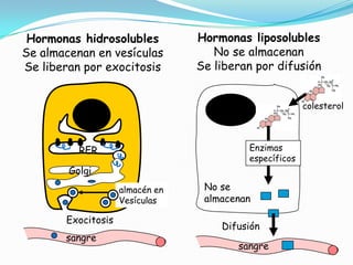Hormonas hidrosolubles
Se almacenan en vesículas
Se liberan por exocitosis

Hormonas liposolubles
No se almacenan
Se liberan por difusión
colesterol

Enzimas
específicos

RER
Golgi
almacén en
Vesículas

Exocitosis
sangre

No se
almacenan
Difusión
sangre

 
