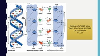 IKATAN APA YANG SAJA
YANG ADA DI DALAM DNA
UNTAI GANDA
???????
 
