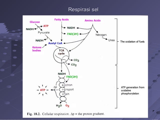 Biokimia metabolismekarbohidrat