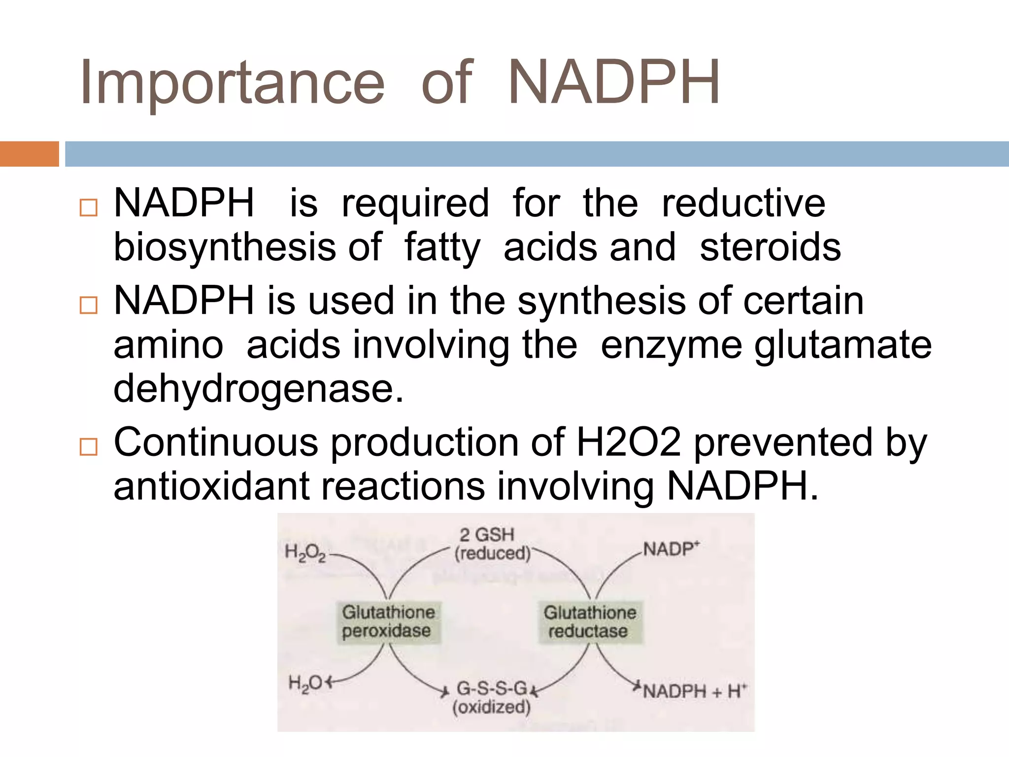 Importance of NADPH
 NADPH is required for the reductive
biosynthesis of fatty acids and steroids
 NADPH is used in the synthesis of certain
amino acids involving the enzyme glutamate
dehydrogenase.
 Continuous production of H2O2 prevented by
antioxidant reactions involving NADPH.
 