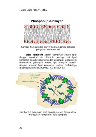 Bahan Ajar “BIOKIMIA”
28
Gambar 4.5 Fosfolipid bilayer (lapisan ganda) sebagai
penyusun membran sel
Lipid kompleks adalah kombinasi antara lipid
dengan molekul lain. Contoh penting dari lipid
kompleks adalah lipoprotein dan glikolipid. Lipoprotein
merupakan gabungan antara lipid dengan protein.
Adapun struktur lipid kompleks, struktur molekulnya
digambarkan melalui Gambar 4.6, berikut ini:
Gambar 4.6 Gabungan lipid dengan protein (lipoprotein)
merupakan contoh dari lipid kompleks
 
