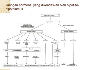 Jaringan hormonal yang dikendalikan oleh hipofise-
hipotalamus
 