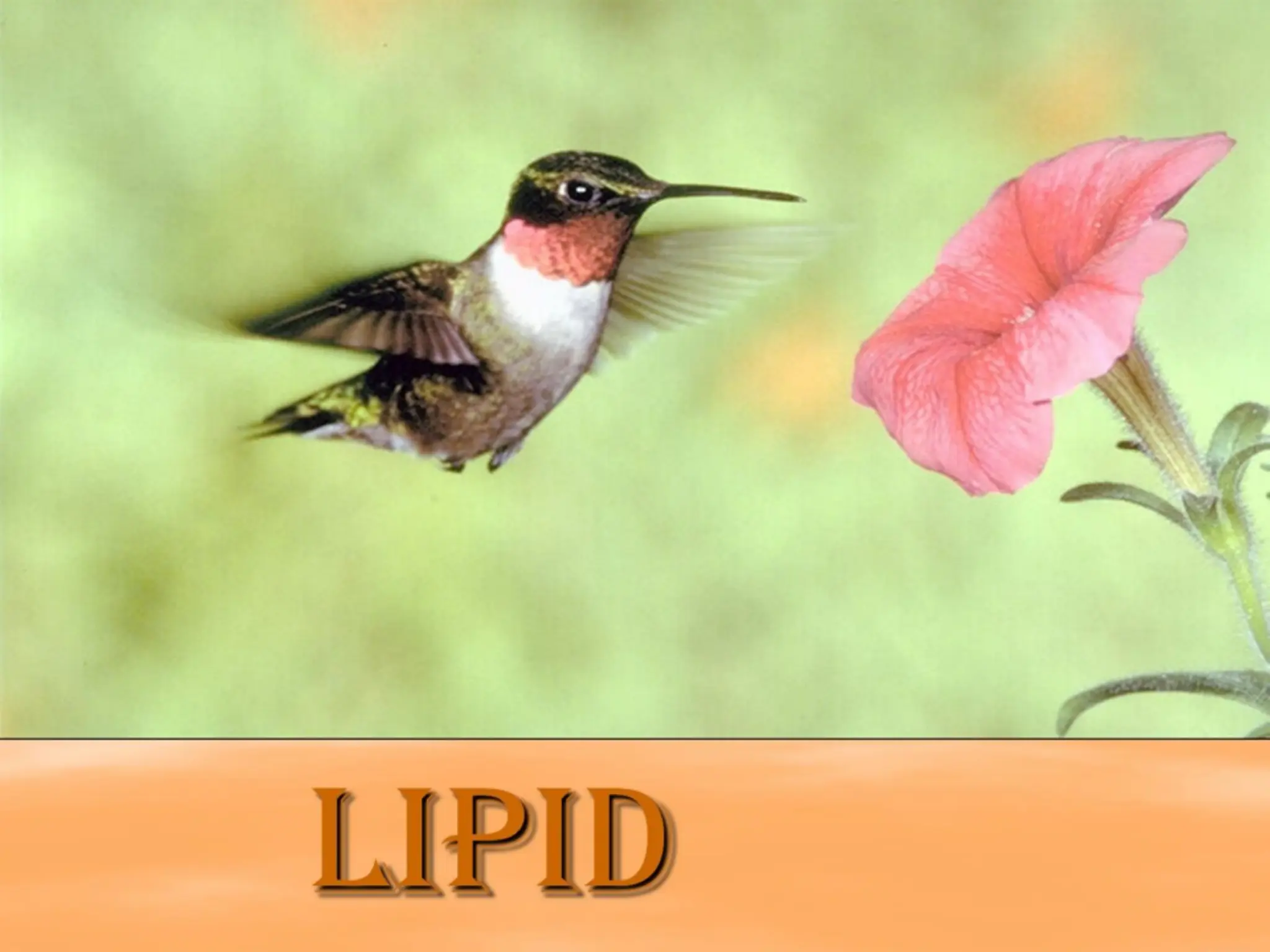 LIPID
