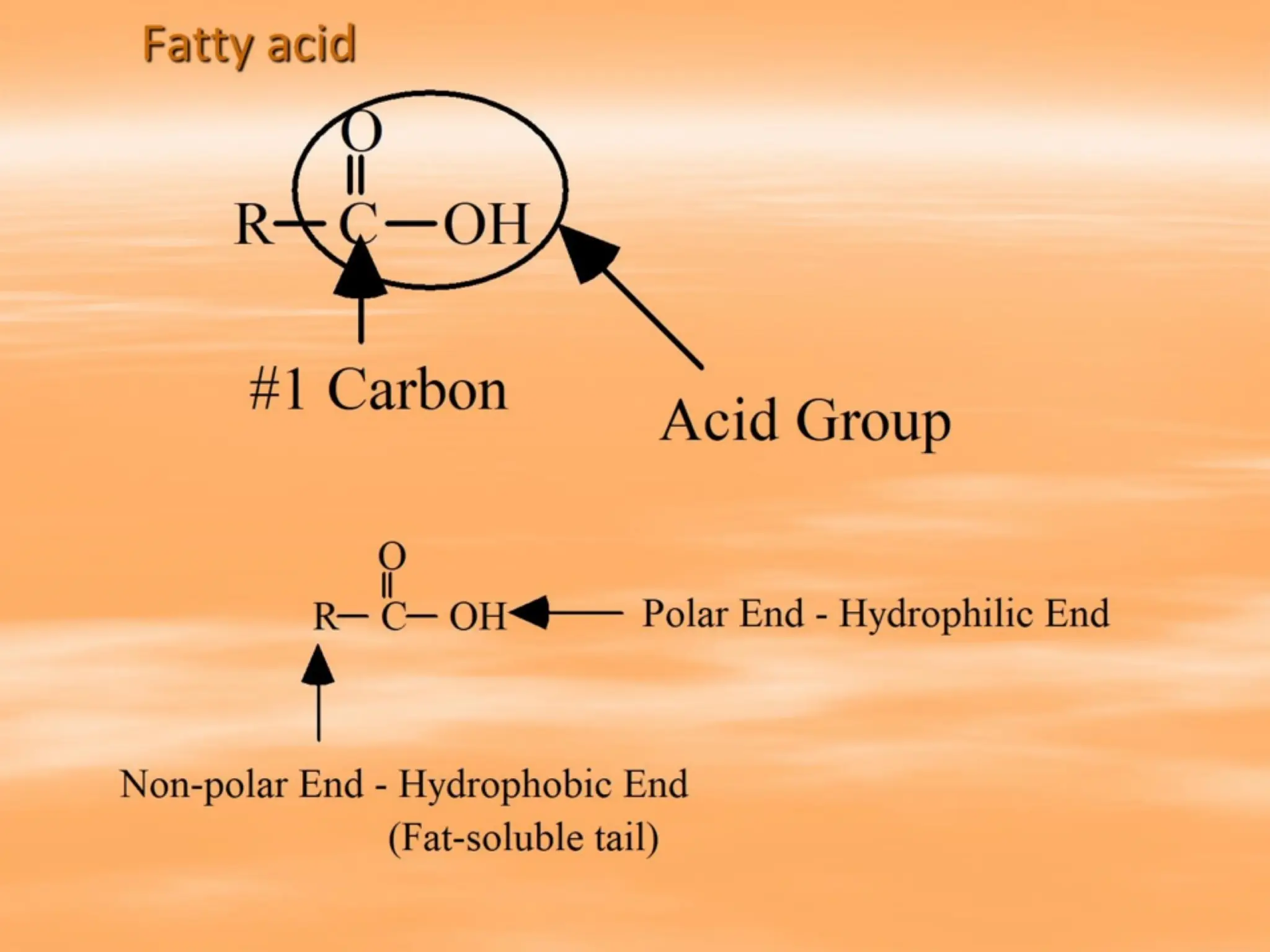 Fatty acid