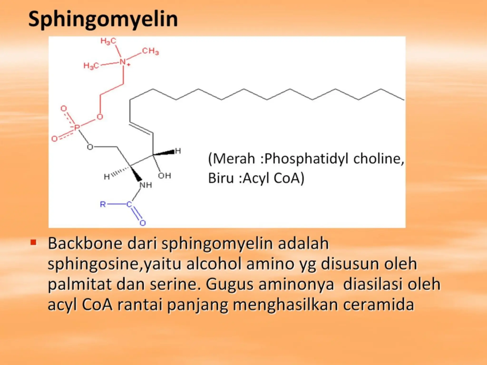 Sphingomyelin