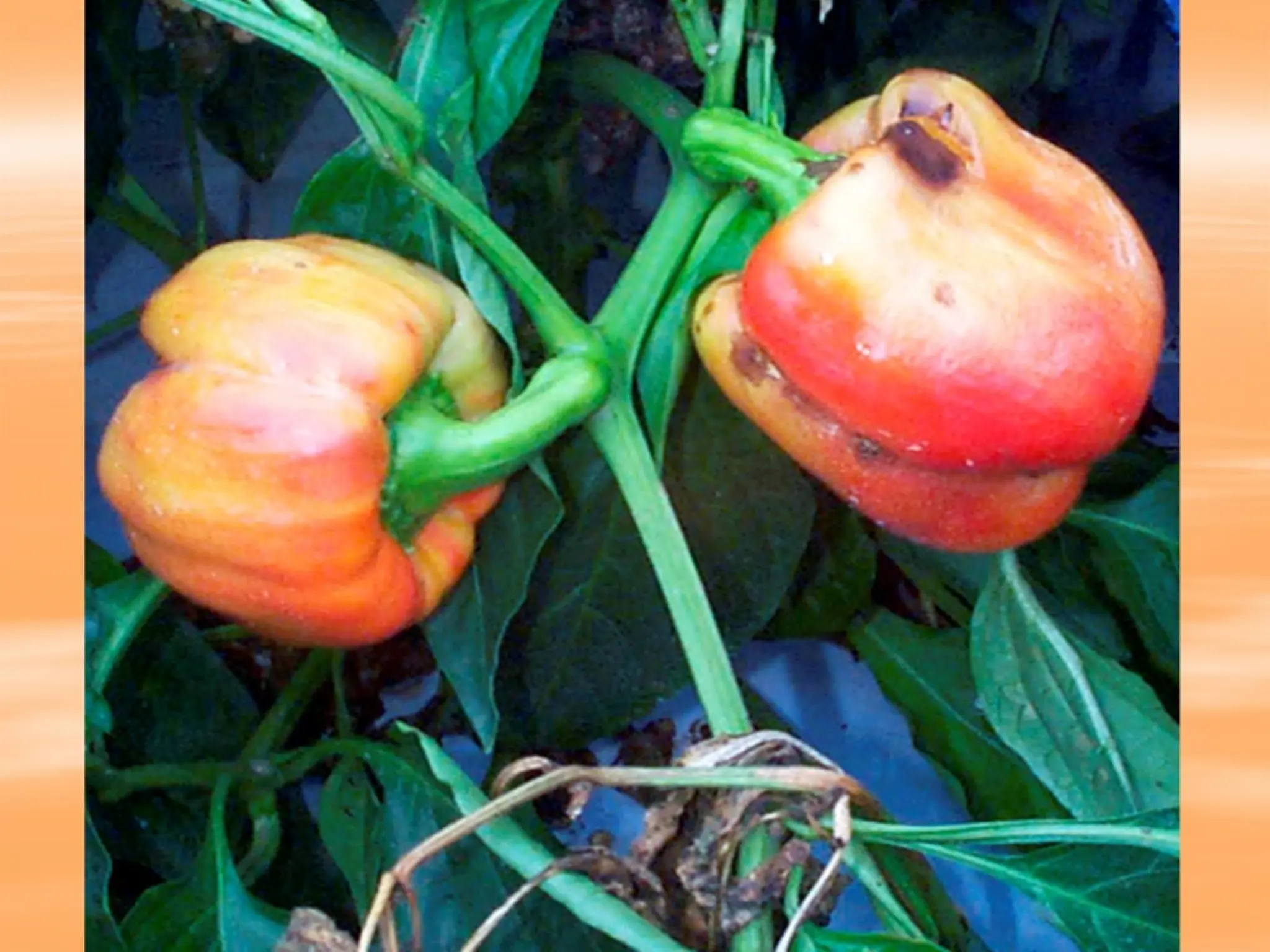 MekanismeBiokimiaLipidadidalamtanaman.pptx