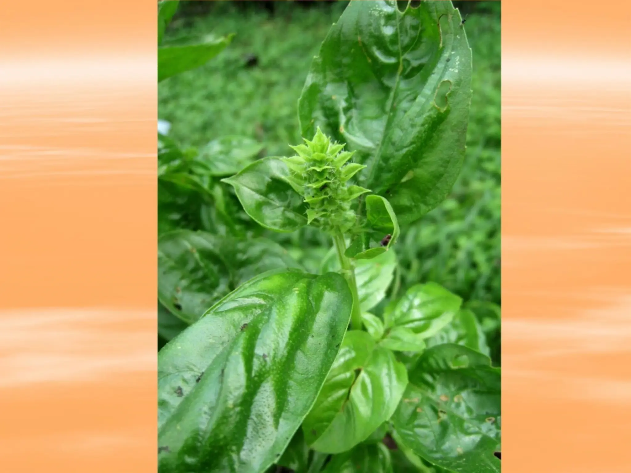 MekanismeBiokimiaLipidadidalamtanaman.pptx