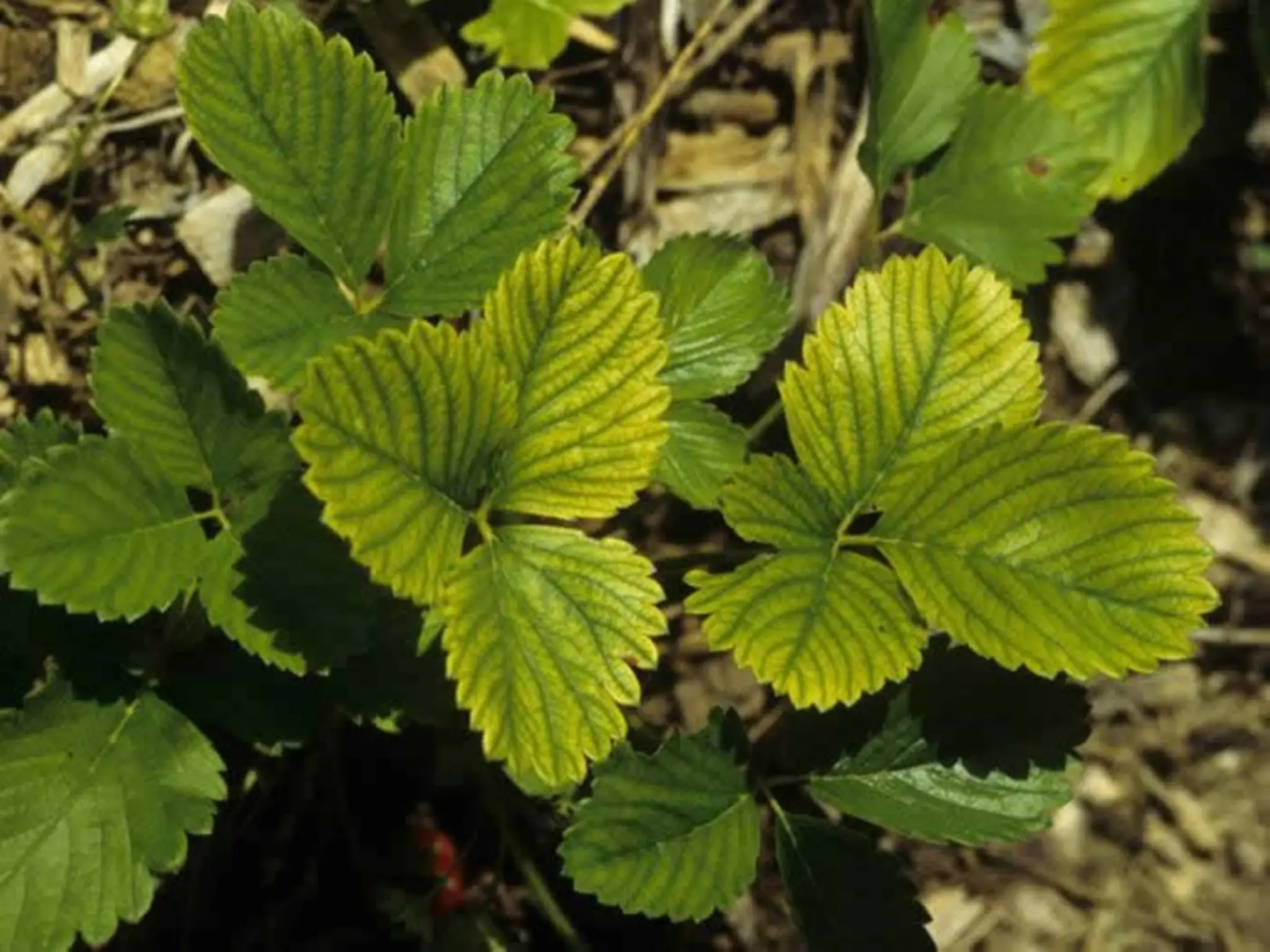 MekanismeBiokimiaLipidadidalamtanaman.pptx