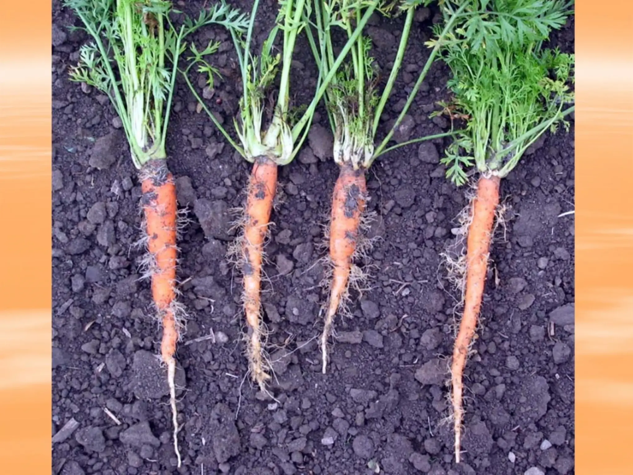 MekanismeBiokimiaLipidadidalamtanaman.pptx