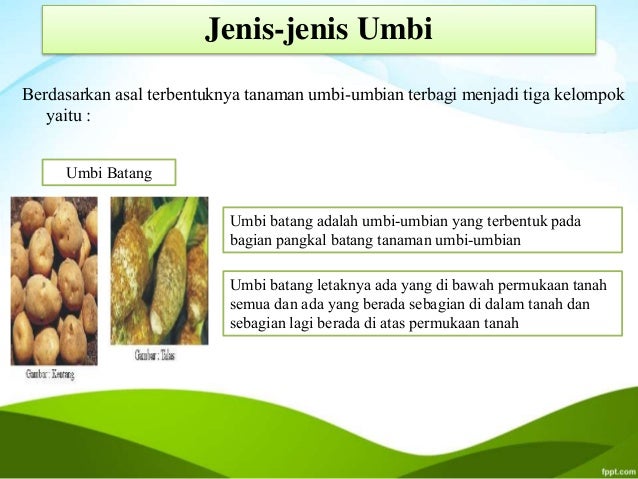 Tanaman Yang Berkembang Biak Dengan Umbi Batang Tumbuh Tumbuhan