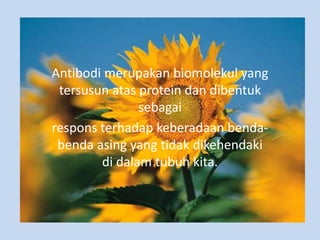 Antibodi merupakan biomolekul yang
tersusun atas protein dan dibentuk
sebagai
respons terhadap keberadaan benda-
benda asing yang tidak dikehendaki
di dalam tubuh kita.