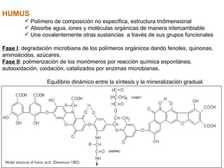 HUMUS Polímero de composición no especifica, estructura tridimensional Absorbe agua, iones y moléculas orgánicas de manera intercambiable Une covalentemente otras sustancias  a través de sus grupos funcionales Fase I : degradación microbiana de los polímeros orgánicos dando fenoles, quinonas, aminoácidos, azúcares. Fase II : polimerización de los monómeros por reacción química espontánea, autooxidación, oxidación, catalizados por enzimas microbianas.  Equilibrio dinámico entre la síntesis y la mineralización gradual. 
