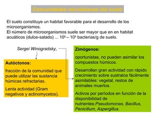 Comunidades microbianas del suelo El suelo constituye un habitat favorable para el desarrollo de los microorganismos.  El número de microorganismos suele ser mayor que en en habitat acuáticos (dulce-salado) ... 10 6  – 10 9  bacterias/g de suelo. Zimógenos:  oportunistas, no pueden asimilar los compuestos húmicos.  Desarrollan gran actividad con rápido crecimiento sobre sustratos fácilmente asimilables: vegetal, restos de animales muertos.  Activos por períodos en función de la disponibilidad de nutrientes: Pseudomonas, Bacillus, Penicillum, Aspergillus. Autóctonos:   fracción de la comunidad que puede utilizar las sustancia húmicas refractarias. Lenta actividad (Gram negativos y actinomycetos). Sergei Winogradsky , 