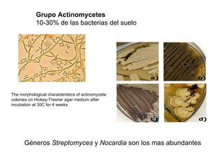 Grupo Actinomycetes 10-30% de las bacterias del suelo The morphological characteristics of actinomycete colonies on Hickey-Tresner agar medium after incubation at 30C for 4 weeks Géneros  Streptomyces  y  Nocardia  son los mas abundantes 