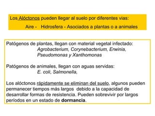 Patógenos de plantas, llegan con material vegetal infectado:  Agrobacterium, Corynebacterium, Erwinia,  Pseudomonas y Xanthomonas   Patógenos de animales, llegan con aguas servidas: E. coli ,  Salmonella,  Los alóctonos  rápidamente se eliminan del suelo , algunos pueden permanecer tiempos más largos  debido a la capacidad de desarrollar formas de resistencia. Pueden sobrevivir por largos períodos en un estado de  dormancia . Los  Alóctonos  pueden llegar al suelo por diferentes vias: Aire -  Hidrosfera - Asociados a plantas o a animales 