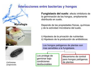 Interacciones entre bacterias y hongos Fungistasis del suelo :   efecto inhibitorio de la germinación de los hongos, ampliamente distribuido en suelo. Depende de las propiedades físicas, químicas y de la actividad microbiana del suelo.  i) Hipotesis de la privación de nutrientes ii) Hipotesis de la producción de antibióticos. Mycofagia Collimonas fungivorans          Los hongos patógenos de plantas son mas sensibles a la fungistasis. Los protege de germinar bajo condiciones desfavorables Mecanismo de control para hongos patógenos de plantas 