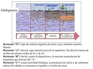 Horizonte “O”:  capa de materia organica de restos veg y animales muertos. Humus.  Horizonte “A”:  eluvial, capa mineral cerca de la superficie. De alta lixiviacion de arcillas de silicato oxidos de Fe y de Al. Horizonte “B”:  Iluvial, ocurre la deposicion y la maxima acumulacion de materiales que lixivian del “A”. Horizonte “C”:  escasa actividad biológica, acumulacion de calcio y de carbonato calcico.Por debajo se encuentra el regolito y el lecho de rocas. E dafogénesis 