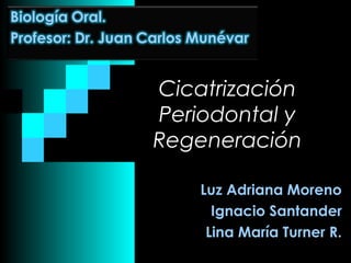 Cicatrización
Periodontal y
Regeneración

    Luz Adriana Moreno
      Ignacio Santander
     Lina María Turner R.
 