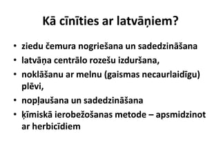 Kā cīnīties ar latvāņiem?
• ziedu čemura nogriešana un sadedzināšana
• latvāņa centrālo rozešu izduršana,
• noklāšanu ar melnu (gaismas necaurlaidīgu)
plēvi,
• nopļaušana un sadedzināšana
• ķīmiskā ierobežošanas metode – apsmidzinot
ar herbicīdiem

 