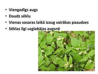 •
•
•
•

Viengadīgs augs
Daudz sēklu
Vienas vasaras laikā izaug vairākas paaudzes
Sēklas ilgi uzglabājas augsnē

 