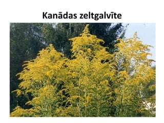 Kanādas zeltgalvīte

 