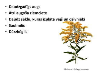 •
•
•
•
•

Daudzgadīgs augs
Ātri augoša ziemciete
Daudz sēklu, kuras izplata vējš un dzīvnieki
Saulmīlis
Dārzbēglis

 