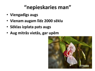 “nepieskaries man”
•
•
•
•

Viengadīgs augs
Vienam augam līdz 2000 sēklu
Sēklas izplata pats augs
Aug mitrās vietās, gar upēm

 