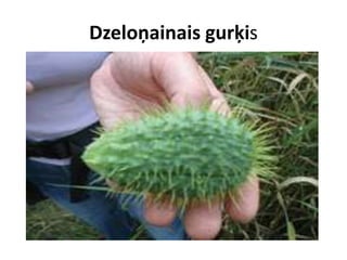 Dzeloņainais gurķis

 