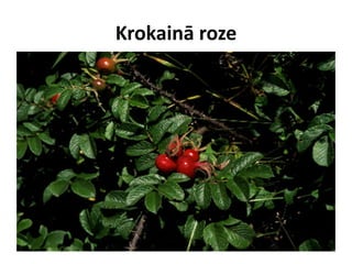 Krokainā roze

 