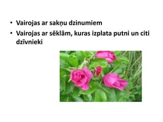 • Vairojas ar sakņu dzinumiem
• Vairojas ar sēklām, kuras izplata putni un citi
dzīvnieki

 