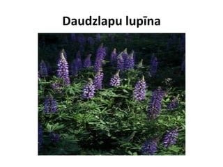 Daudzlapu lupīna

 