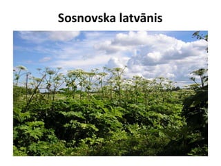 Sosnovska latvānis

 