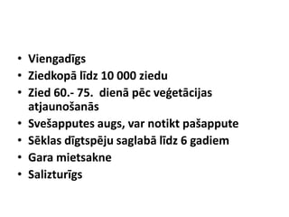 • Viengadīgs
• Ziedkopā līdz 10 000 ziedu
• Zied 60.- 75. dienā pēc veģetācijas
atjaunošanās
• Svešapputes augs, var notikt pašappute
• Sēklas dīgtspēju saglabā līdz 6 gadiem
• Gara mietsakne
• Salizturīgs

 
