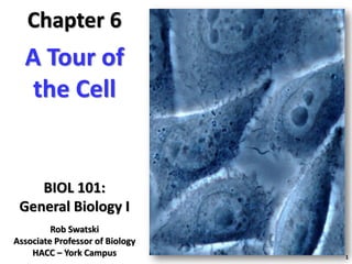 A Tour of
the Cell
BIOL 101:
General Biology I
Chapter 6
Rob Swatski
Associate Professor of Biology
HACC – York Campus 1
 