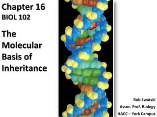 Chapter 16
BIOL 102
The
Molecular
Basis of
Inheritance
Rob Swatski
Assoc. Prof. Biology
HACC – York Campus
 
