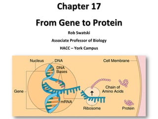 Chapter 17
From Gene to Protein
Rob Swatski
Associate Professor of Biology
HACC – York Campus
 