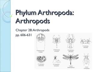 Phylum Arthropoda: Arthropods Chapter 28: Arthropods pp. 606-631 
