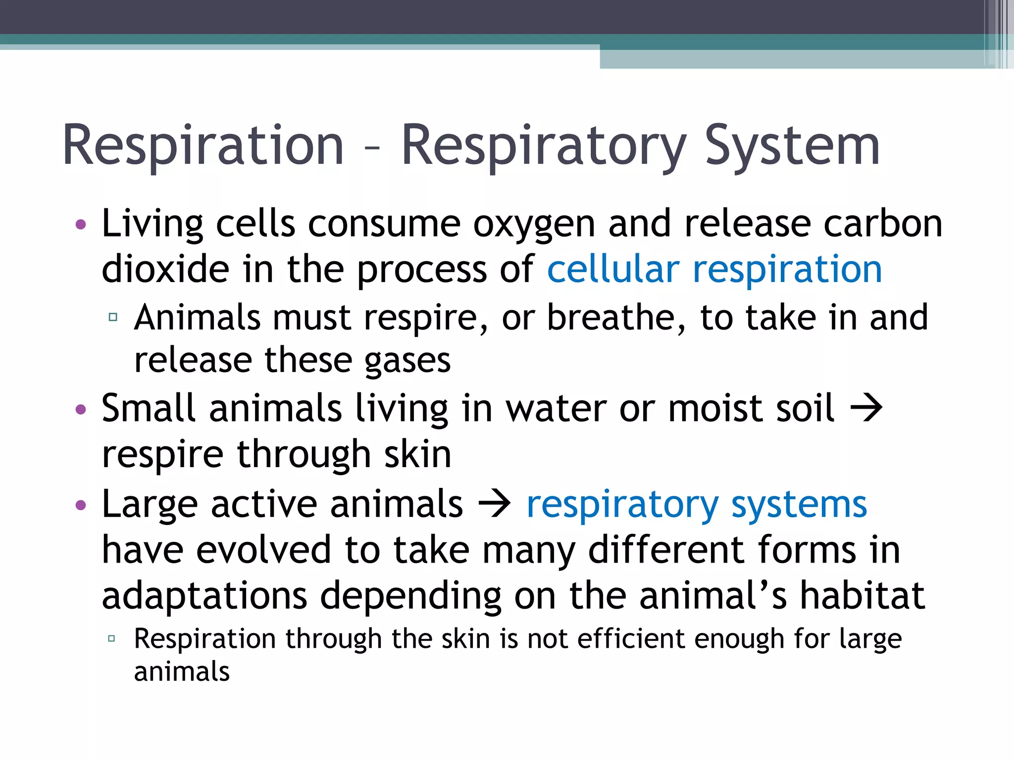 Respiration – Respiratory System Living cells consume oxygen and release carbon dioxide in the process of  cellular respiration Animals must respire, or breathe, to take in and release these gases Small animals living in water or moist soil    respire through skin Large active animals     respiratory systems  have evolved to take many different forms in adaptations depending on the animal’s habitat Respiration through the skin is not efficient enough for large animals 