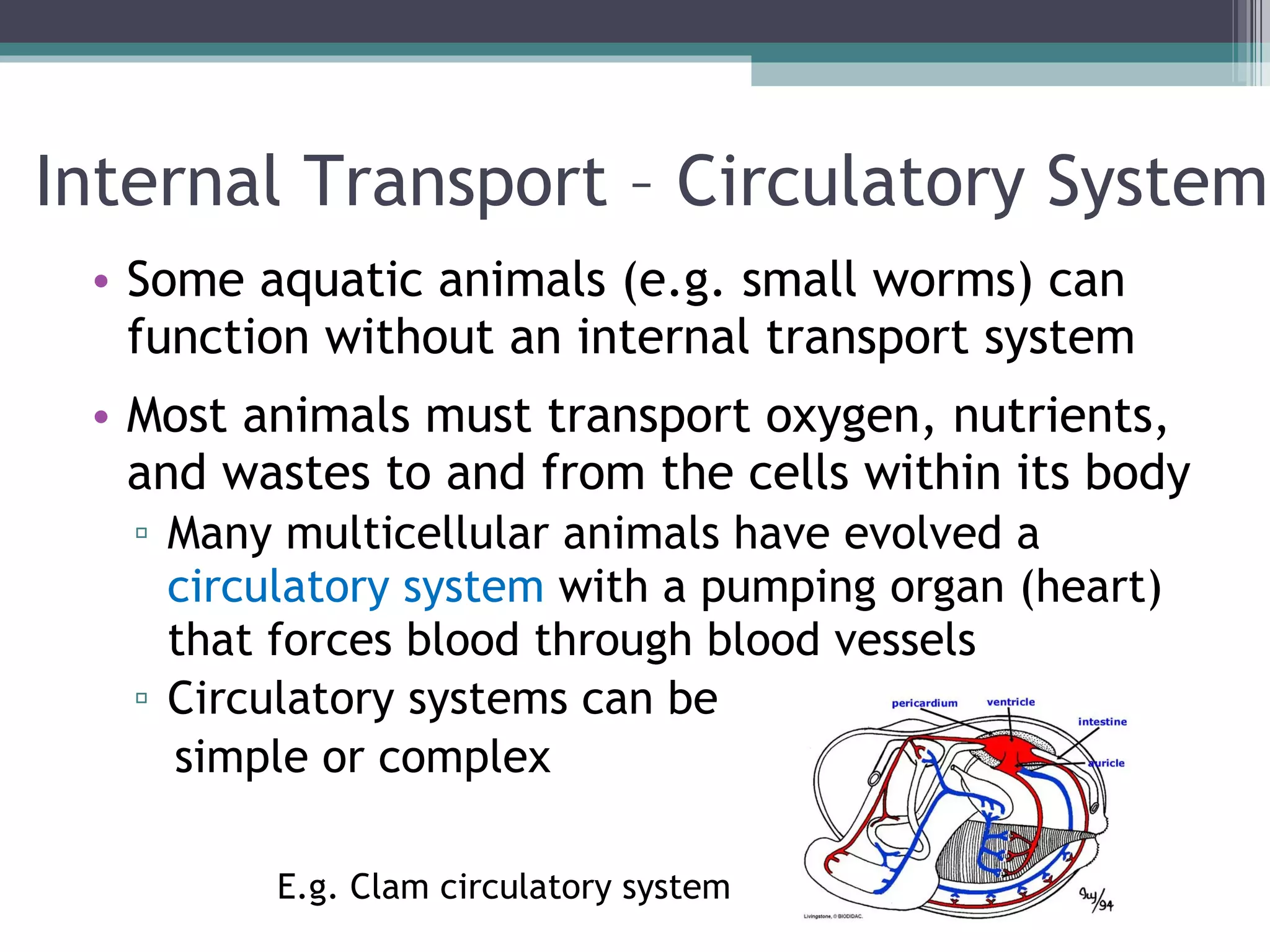 Internal Transport – Circulatory System Some aquatic animals (e.g. small worms) can function without an internal transport system Most animals must transport oxygen, nutrients, and wastes to and from the cells within its body Many multicellular animals have evolved a  circulatory system  with a pumping organ (heart) that forces blood through blood vessels Circulatory systems can be  simple or complex E.g. Clam circulatory system 