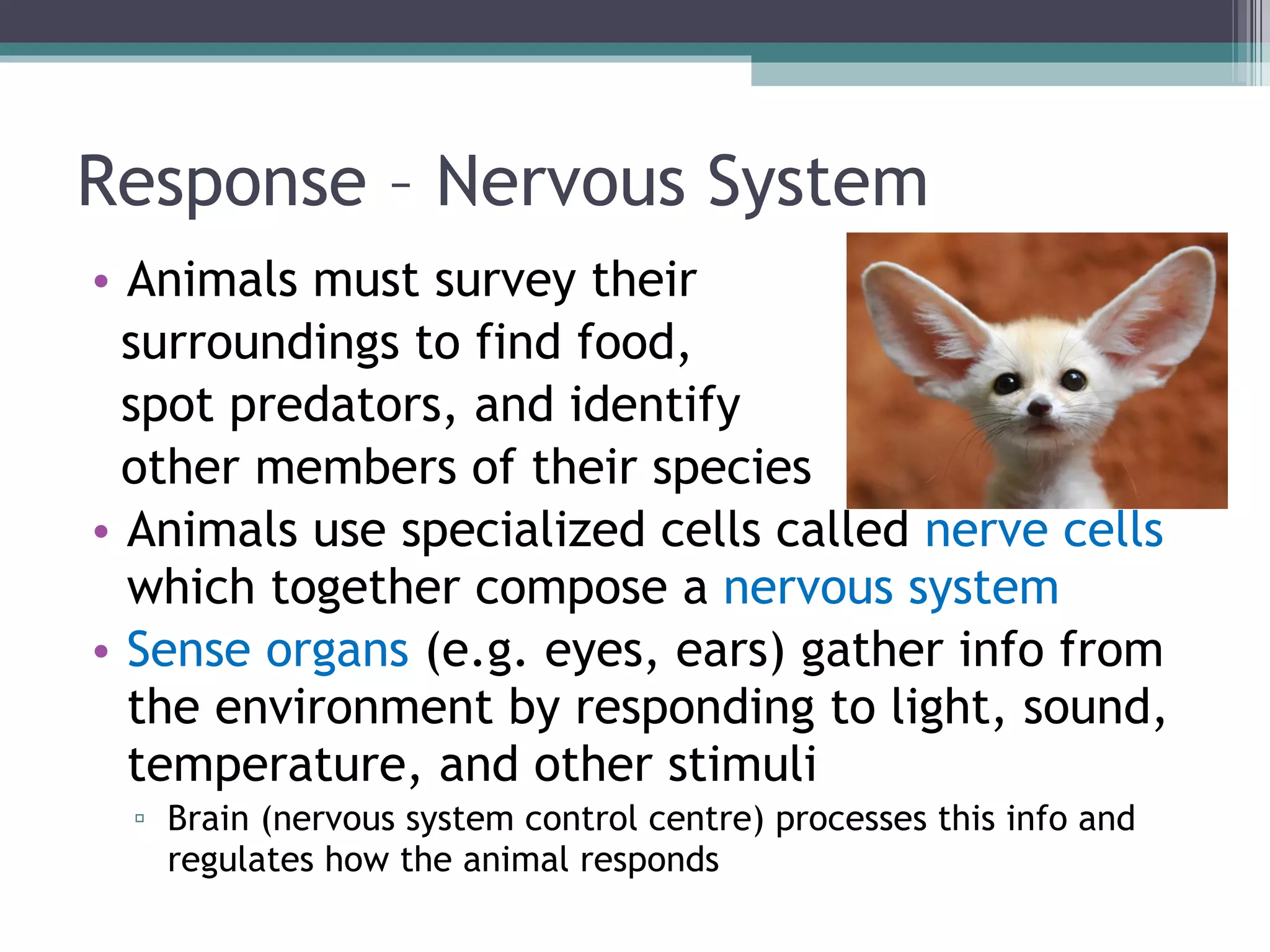 Response – Nervous System Animals must survey their  surroundings to find food,  spot predators, and identify  other members of their species Animals use specialized cells called  nerve cells  which together compose a  nervous system Sense organs  (e.g. eyes, ears) gather info from the environment by responding to light, sound, temperature, and other stimuli Brain (nervous system control centre) processes this info and regulates how the animal responds 