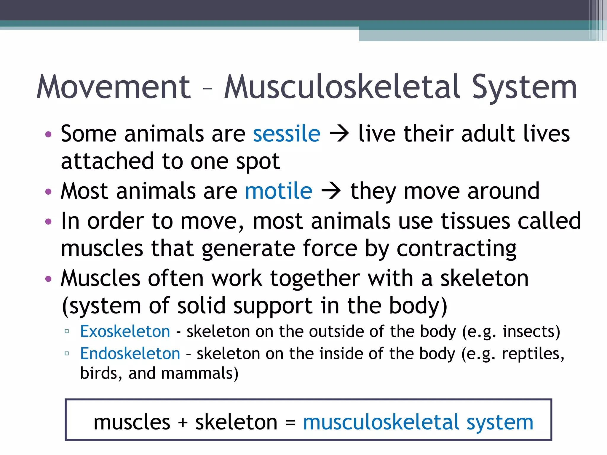 Movement – Musculoskeletal System Some animals are  sessile     live their adult lives attached to one spot Most animals are  motile     they move around In order to move, most animals use tissues called muscles that generate force by contracting Muscles often work together with a skeleton (system of solid support in the body) Exoskeleton  - skeleton on the outside of the body (e.g. insects) Endoskeleton  – skeleton on the inside of the body (e.g. reptiles, birds, and mammals) muscles + skeleton =  musculoskeletal system 