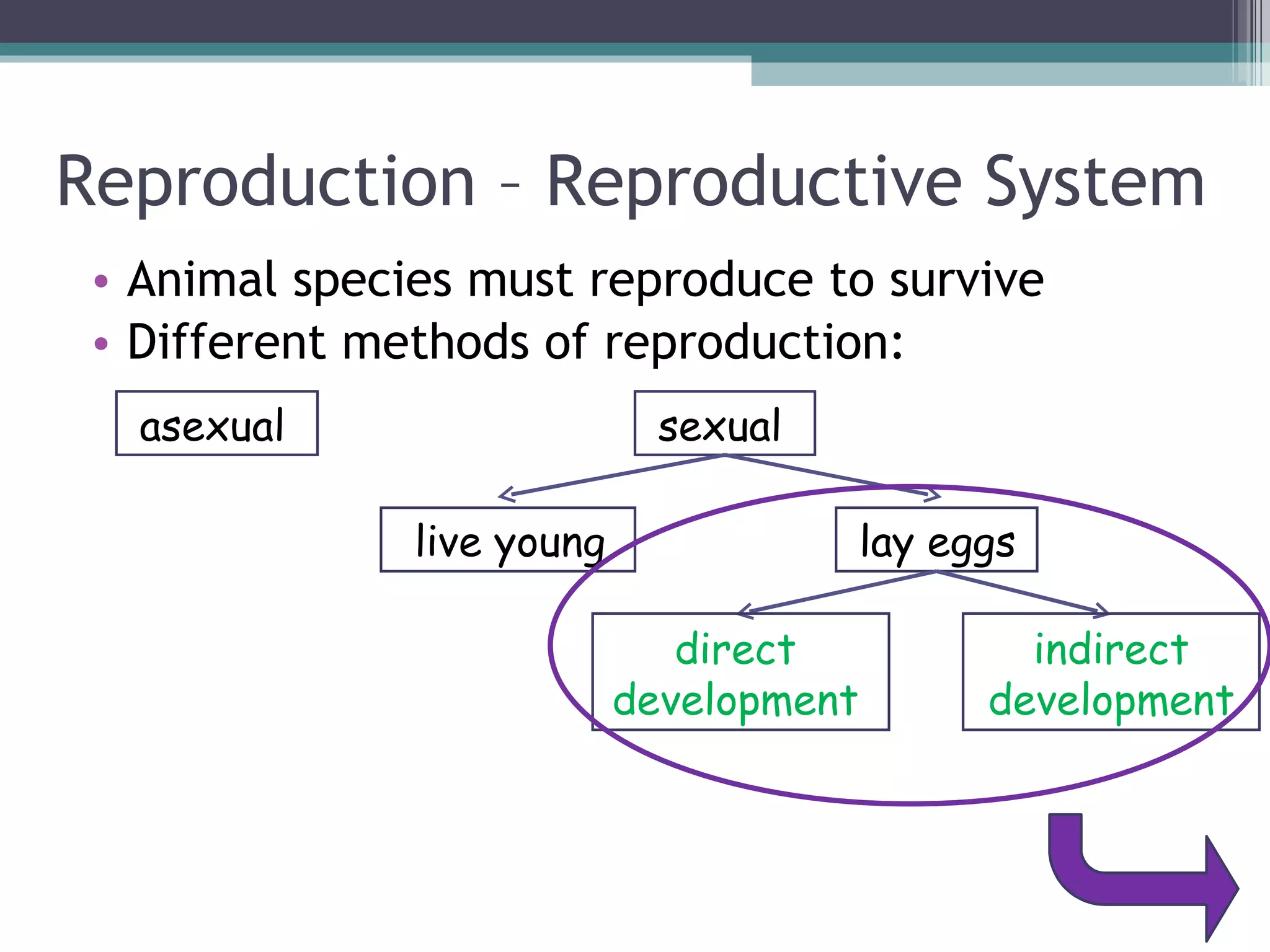 Reproduction – Reproductive System Animal species must reproduce to survive Different methods of reproduction: asexual sexual live young lay eggs direct development indirect development 