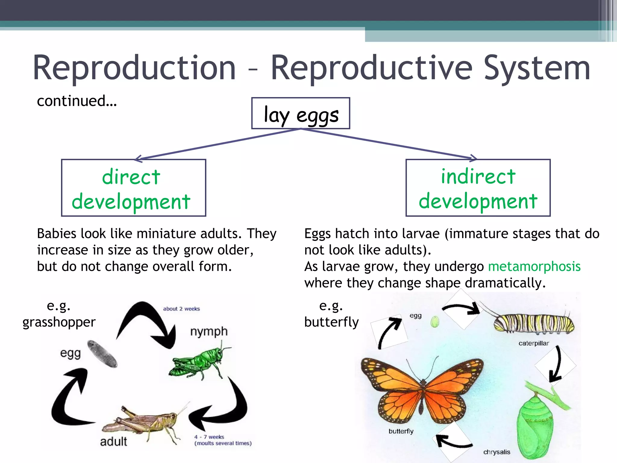 Reproduction – Reproductive System lay eggs direct development indirect development Babies look like miniature adults. They increase in size as they grow older, but do not change overall form. Eggs hatch into larvae (immature stages that do not look like adults). As larvae grow, they undergo  metamorphosis  where they change shape dramatically. e.g. grasshopper e.g. butterfly continued… 