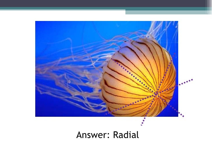 Biol 11 Lesson 2 Feb 3 Ch 26 Phylum Porifera (Sponges)